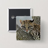Ocelot, Felis pardalis, gefangen, weiblich ruhen 2 Button (Vorne & Hinten)