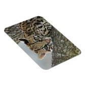 Ocelot, Felis pardalis, gefangen, weiblich ruhen 2 Magnet (Rechte Seite)