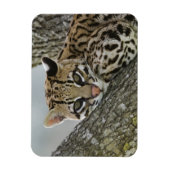 Ocelot, Felis pardalis, gefangen, weiblich ruhen 2 Magnet (Vertikal)
