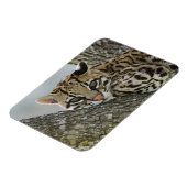 Ocelot, Felis pardalis, gefangen, weiblich ruhen 2 Magnet (Linke Seite)