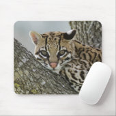 Ocelot, Felis pardalis, gefangen, weiblich ruhen 2 Mousepad (Mit Mouse)