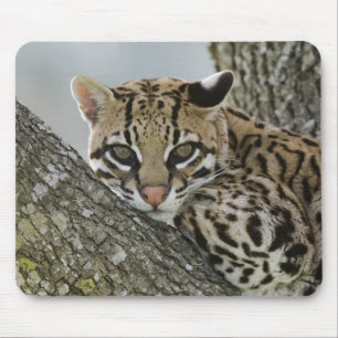 Ocelot, Felis pardalis, gefangen, weiblich ruhen 2 Mousepad