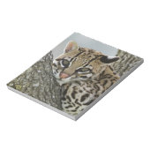 Ocelot, Felis pardalis, gefangen, weiblich ruhen 2 Notizblock (Rotiert)