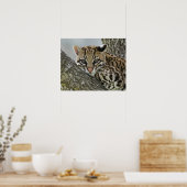 Ocelot, Felis pardalis, gefangen, weiblich ruhen 2 Poster (Küche)