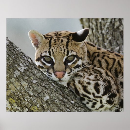 Ocelot, Felis pardalis, gefangen, weiblich ruhen 2 Poster (Vorne)