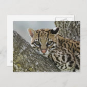 Ocelot, Felis pardalis, gefangen, weiblich ruhen 2 Postkarte (Vorne/Hinten)