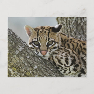 Ocelot, Felis pardalis, gefangen, weiblich ruhen 2 Postkarte