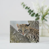 Ocelot, Felis pardalis, gefangen, weiblich ruhen 2 Postkarte (Stehend Vorderseite)