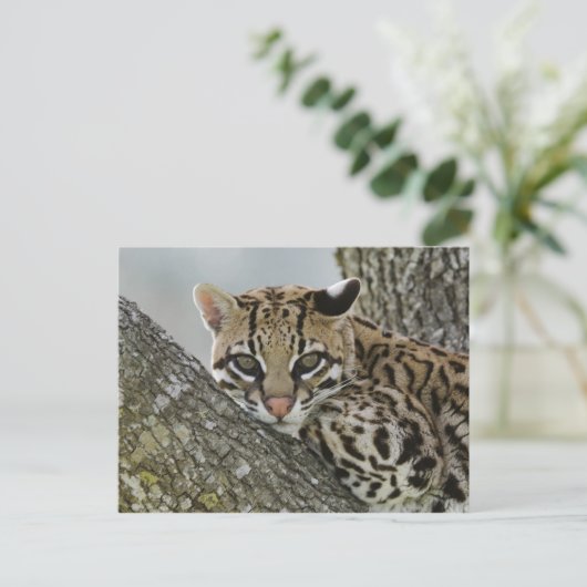 Ocelot, Felis pardalis, gefangen, weiblich ruhen 2 Postkarte (Stehend Vorderseite)