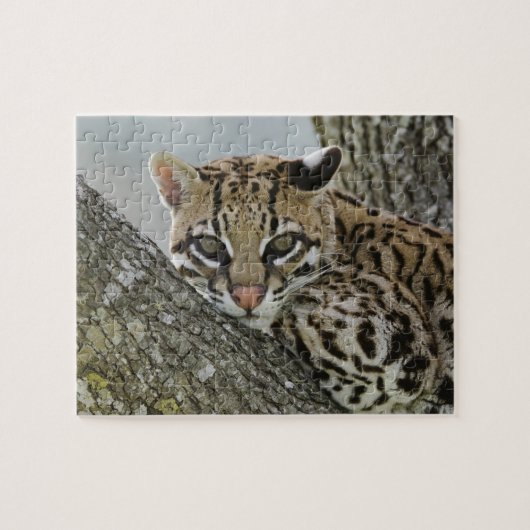 Ocelot, Felis pardalis, gefangen, weiblich ruhen 2 Puzzle (Horizontal)
