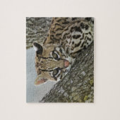 Ocelot, Felis pardalis, gefangen, weiblich ruhen 2 Puzzle (Vertikal)