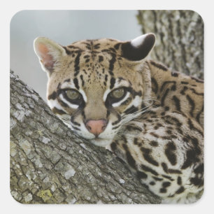 Ocelot, Felis pardalis, gefangen, weiblich ruhen 2 Quadratischer Aufkleber