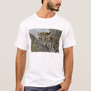 Ocelot, Felis pardalis, gefangen, weiblich ruhen 2 T-Shirt