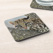 Ocelot, Felis pardalis, gefangen, weiblich ruhen 2 Untersetzer (Linke Seite)