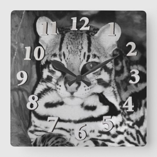 Ocelot in der Ruhe Quadratische Wanduhr (Vorderseite)