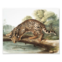Ocelot, Leopard Cat (Felis pardalis) Illustration