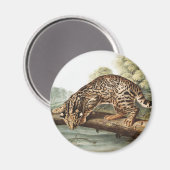 Ocelot, Leopard Cat (Felis pardalis) Illustration Magnet (Vorderseite/Rückseite)