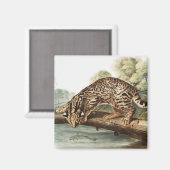 Ocelot, Leopard Cat (Felis pardalis) Illustration Magnet (Vorderseite/Rückseite)