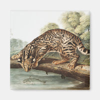 Ocelot, Leopard Cat (Felis pardalis) Illustration