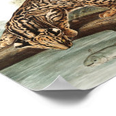 Ocelot, Leopard Cat (Felis pardalis) Illustration Poster (Ecke)