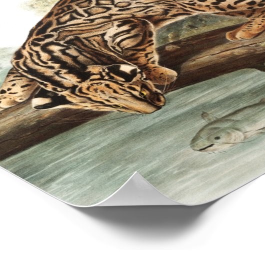 Ocelot, Leopard Cat (Felis pardalis) Illustration Poster (Ecke)