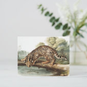 Ocelot, Leopard Cat (Felis pardalis) Illustration Postkarte (Stehend Vorderseite)