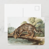 Ocelot, Leopard Cat (Felis pardalis) Illustration Postkarte (Vorne/Hinten)