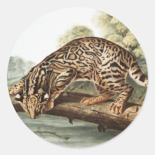Ocelot, Leopard Cat (Felis pardalis) Illustration Runder Aufkleber