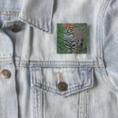 OCELOT Leopardus pardalis) ZENTRALAMERIKA Button (Beispiel)