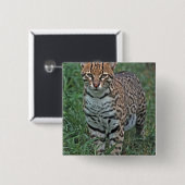 OCELOT Leopardus pardalis) ZENTRALAMERIKA Button (Vorne & Hinten)