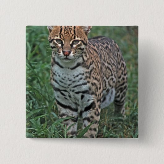 OCELOT Leopardus pardalis) ZENTRALAMERIKA Button (Vorderseite)