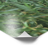 OCELOT Leopardus pardalis) ZENTRALAMERIKA Fotodruck (Ecke)