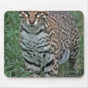 OCELOT Leopardus pardalis) ZENTRALAMERIKA Mousepad