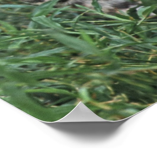 OCELOT Leopardus pardalis) ZENTRALAMERIKA Poster (Ecke)