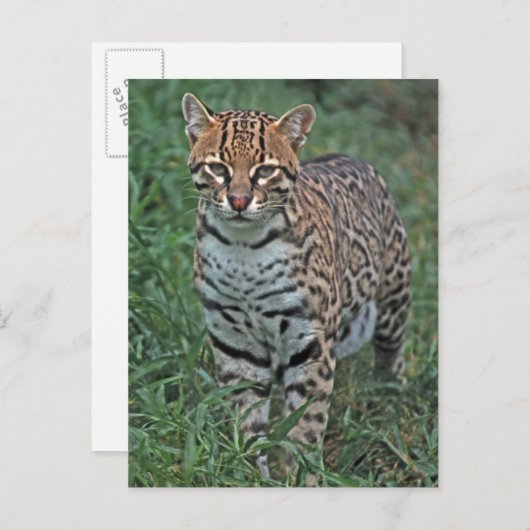 OCELOT Leopardus pardalis) ZENTRALAMERIKA Postkarte (Vorne/Hinten)
