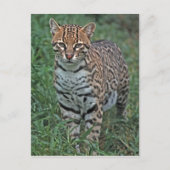 OCELOT Leopardus pardalis) ZENTRALAMERIKA Postkarte (Vorderseite)
