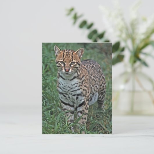 OCELOT Leopardus pardalis) ZENTRALAMERIKA Postkarte (Stehend Vorderseite)