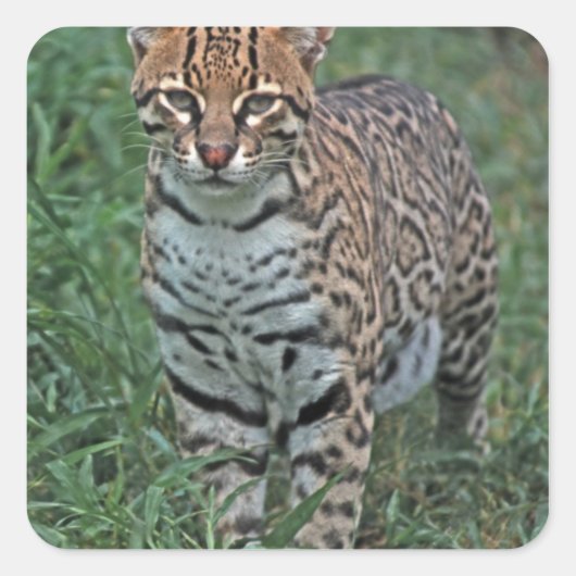 OCELOT Leopardus pardalis) ZENTRALAMERIKA Quadratischer Aufkleber (Vorderseite)