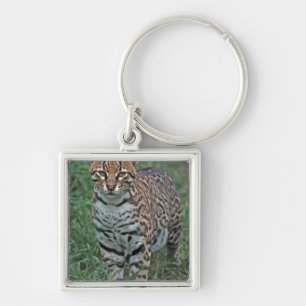 OCELOT Leopardus pardalis) ZENTRALAMERIKA Schlüsselanhänger