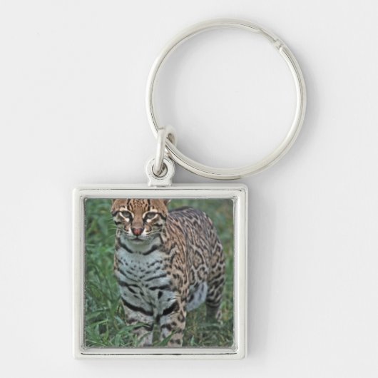 OCELOT Leopardus pardalis) ZENTRALAMERIKA Schlüsselanhänger (Vorne)