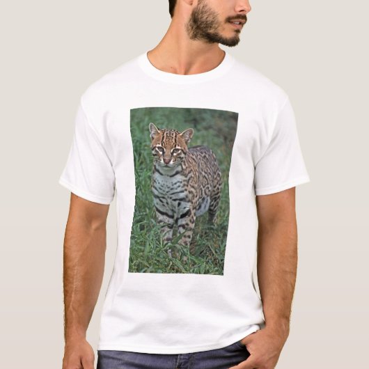 OCELOT Leopardus pardalis) ZENTRALAMERIKA T-Shirt (Vorderseite)
