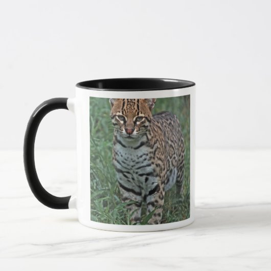 OCELOT Leopardus pardalis) ZENTRALAMERIKA Tasse (Links)