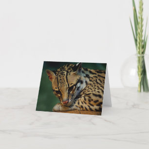 Ocelot notecard karte
