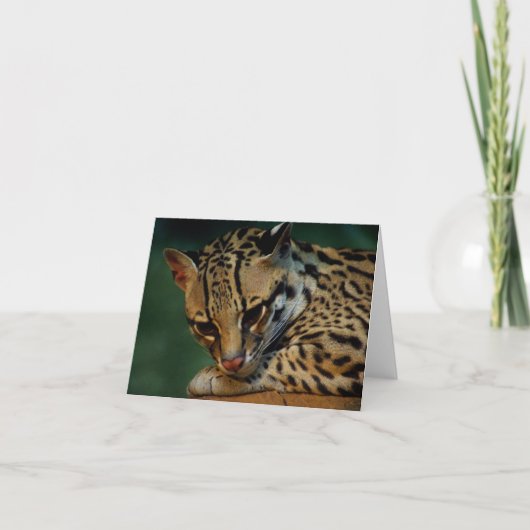 Ocelot notecard karte (Vorderseite)