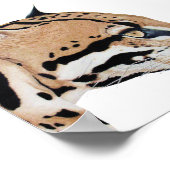 Ocelot Portrait Poster (Ecke)