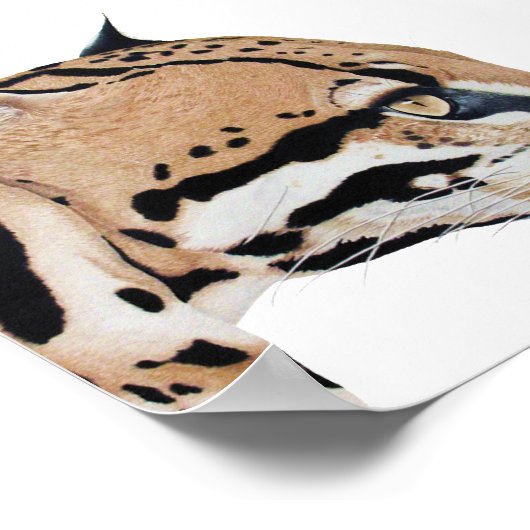 Ocelot Portrait Poster (Ecke)