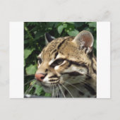 Ocelot Postkarte (Vorderseite)