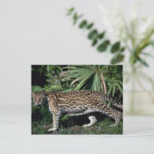Ocelot Postkarte (Stehend Vorderseite)
