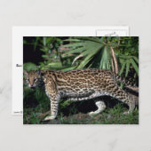 Ocelot Postkarte (Vorne/Hinten)
