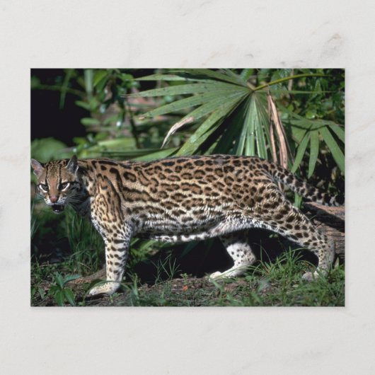 Ocelot Postkarte (Vorderseite)